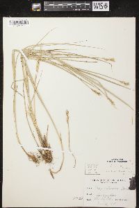 Carex merritt-fernaldii image