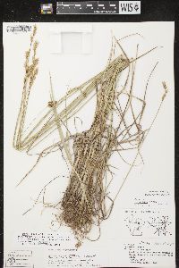 Carex merritt-fernaldii image