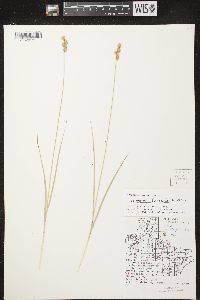 Carex merritt-fernaldii image