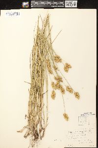 Carex merritt-fernaldii image