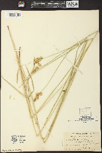 Carex merritt-fernaldii image