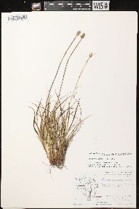 Carex muehlenbergii var. muehlenbergii image