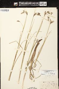 Eriophorum angustifolium subsp. angustifolium image