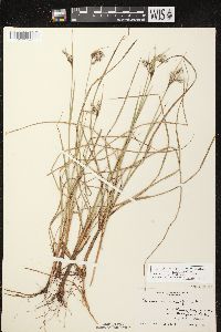 Eriophorum angustifolium subsp. angustifolium image