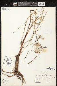 Eriophorum angustifolium image