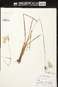 Eriophorum angustifolium image