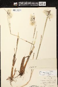 Eriophorum angustifolium image