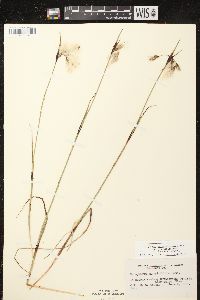 Eriophorum angustifolium image