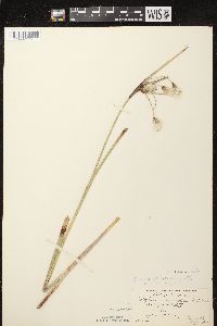 Eriophorum angustifolium image