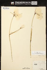 Eriophorum angustifolium subsp. angustifolium image