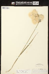 Eriophorum angustifolium image