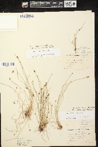 Eleocharis ovata image