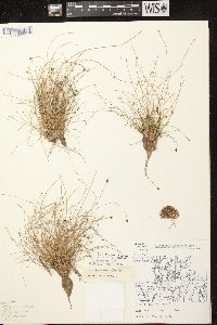 Eleocharis ovata image