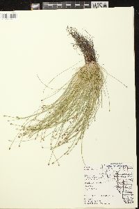 Eleocharis ovata image