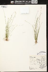 Eleocharis ovata image