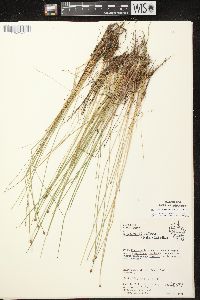 Eleocharis ovata image