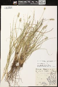 Carex muehlenbergii var. muehlenbergii image