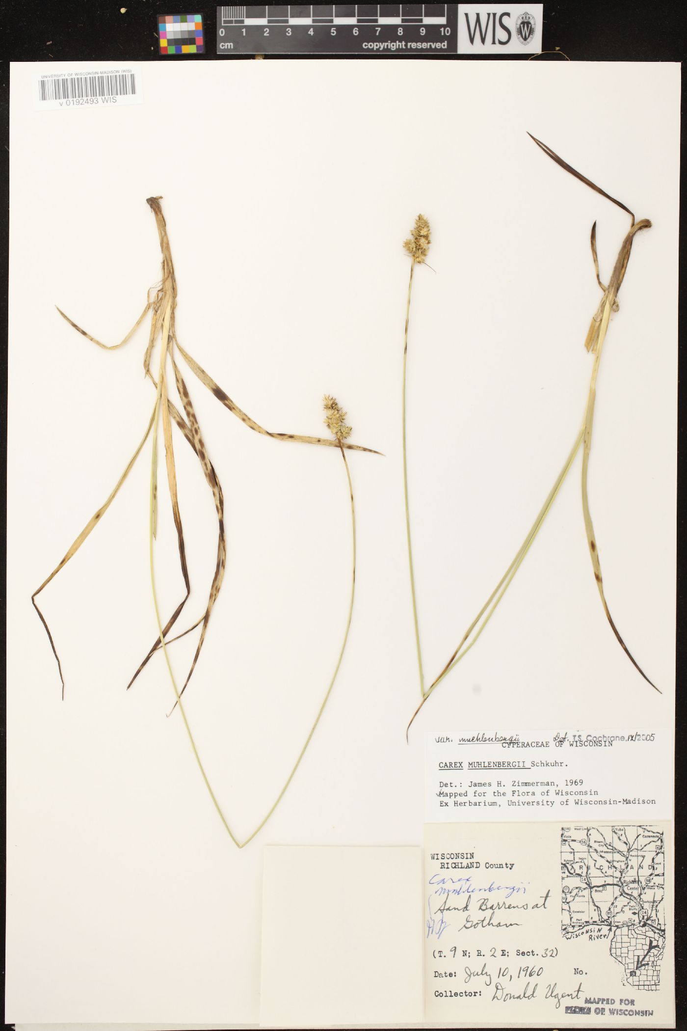 Carex muehlenbergii var. muehlenbergii image