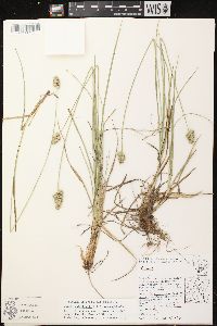 Carex muehlenbergii var. muehlenbergii image