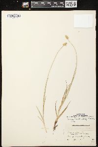 Carex muehlenbergii var. muehlenbergii image