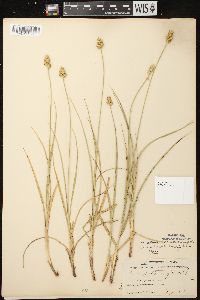 Carex muehlenbergii var. muehlenbergii image