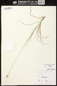 Carex muehlenbergii var. muehlenbergii image