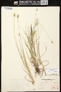 Carex muehlenbergii var. muehlenbergii image