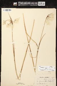 Eriophorum angustifolium image