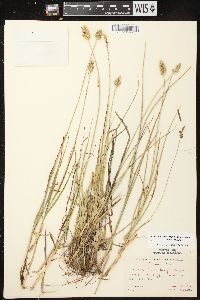 Carex muehlenbergii var. muehlenbergii image