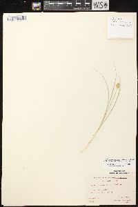 Carex muehlenbergii var. enervis image