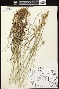 Carex muehlenbergii var. muehlenbergii image