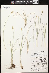 Carex muehlenbergii var. enervis image