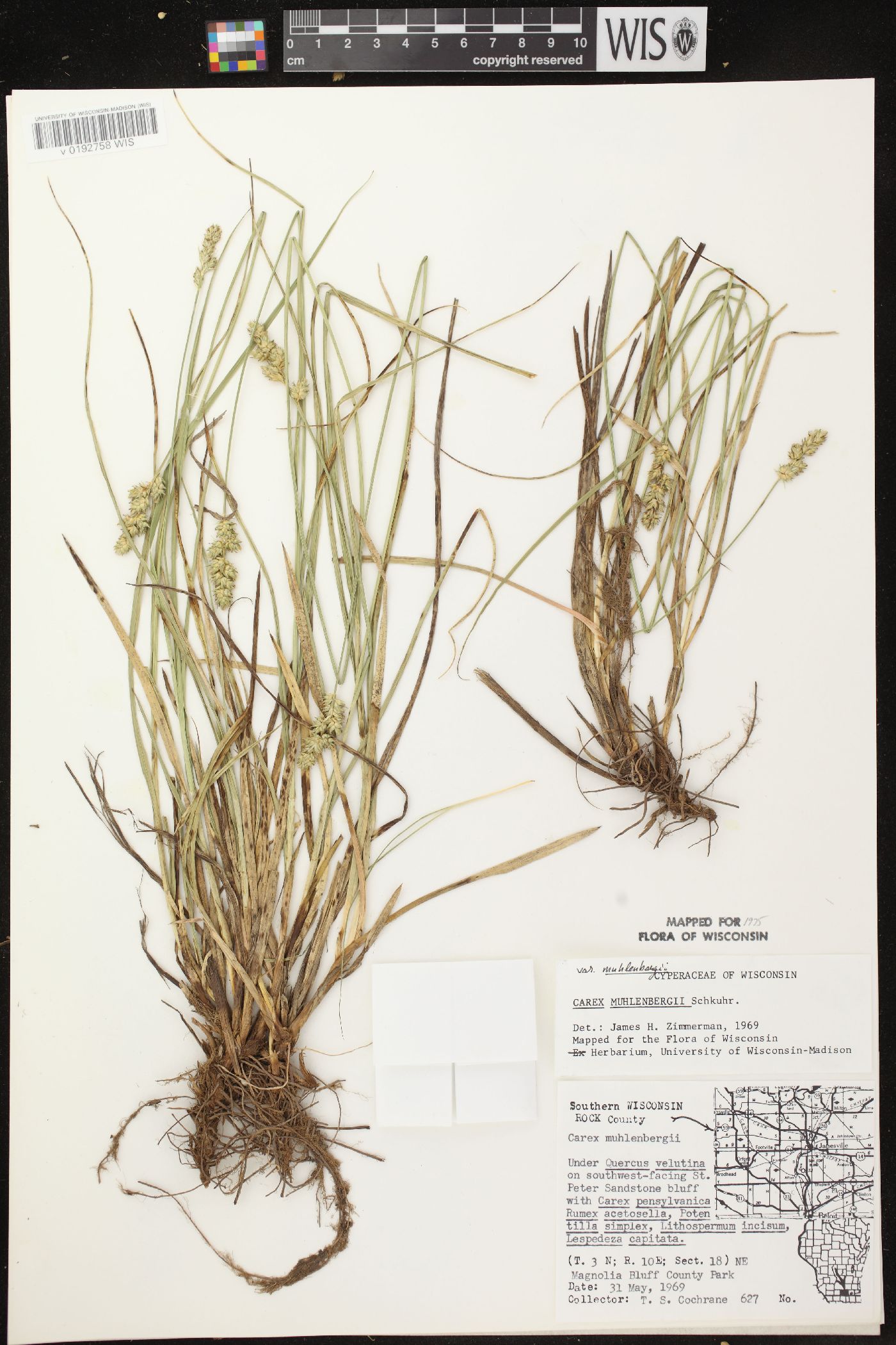 Carex muehlenbergii var. muehlenbergii image