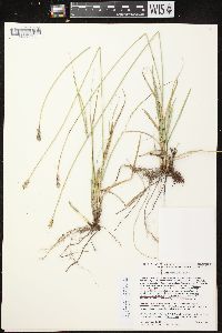 Carex muehlenbergii var. enervis image