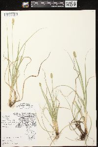 Carex muehlenbergii image