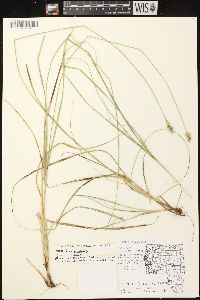 Carex muehlenbergii var. muehlenbergii image