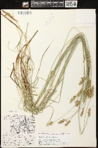 Carex muehlenbergii var. enervis image