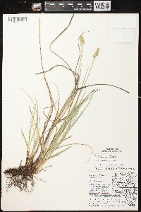 Carex muehlenbergii var. enervis image