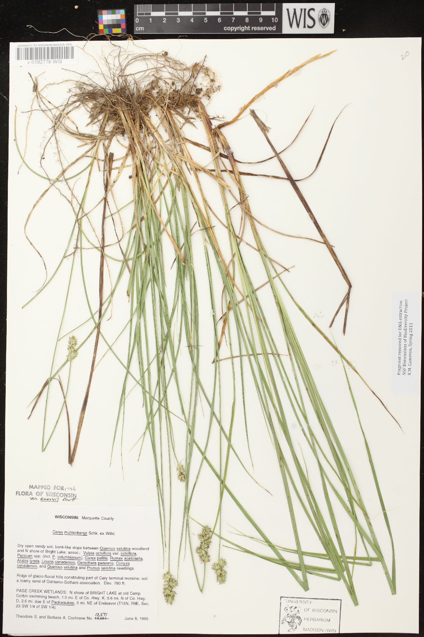 Carex muehlenbergii var. muehlenbergii image