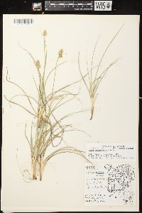 Carex muehlenbergii var. muehlenbergii image