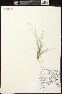 Carex muehlenbergii var. enervis image