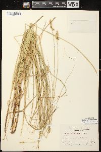 Carex muehlenbergii var. enervis image