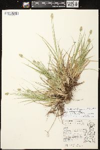 Carex muehlenbergii var. enervis image