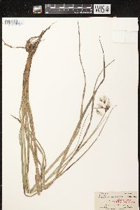 Eriophorum angustifolium image