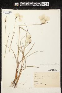 Eriophorum angustifolium image