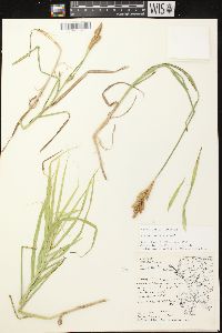 Carex muskingumensis image