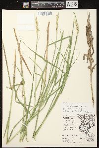 Carex muskingumensis image