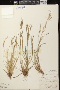 Carex ormostachya image