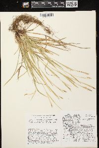 Carex ormostachya image