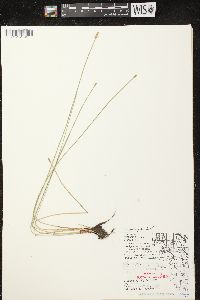 Eleocharis erythropoda image